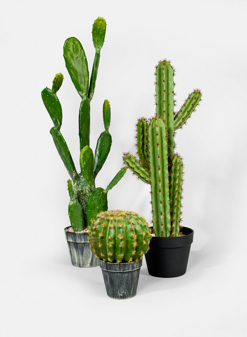 7in Wide Barrel Cactus Decor Jamali-garden