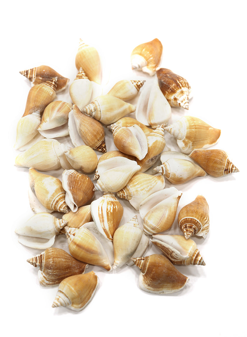 Capiz Shells Decor Jamali-garden