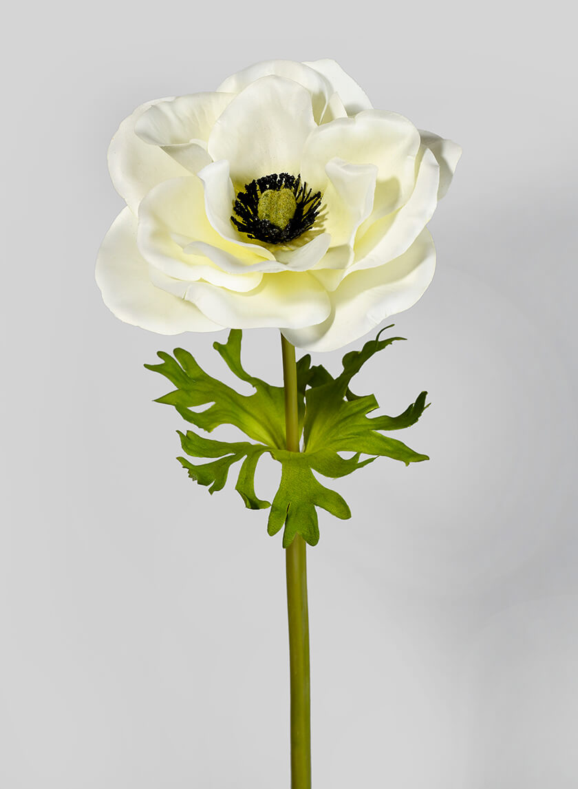 22in Long Cream Anemone Decor Jamali-garden