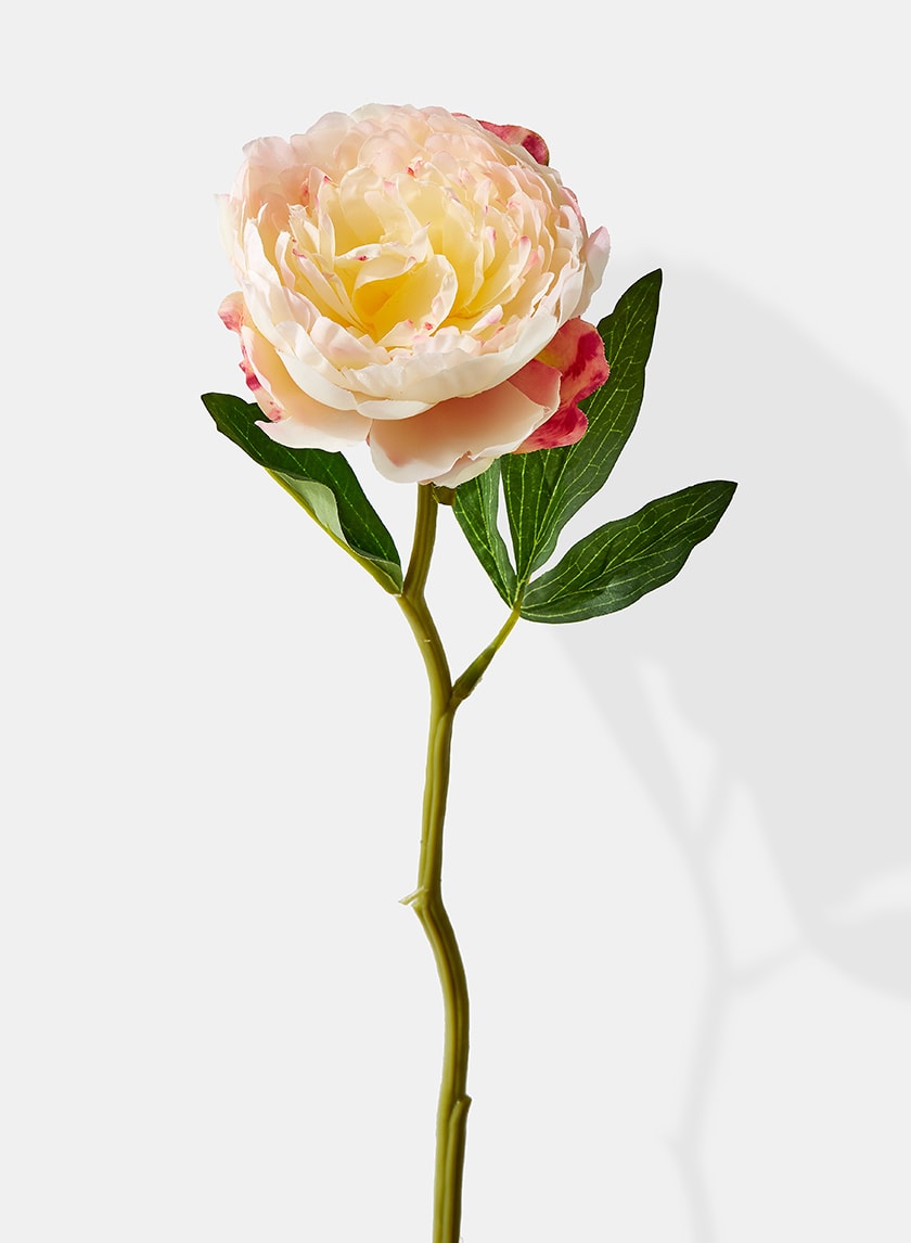 13in Long Cream Peony Decor Jamali-garden