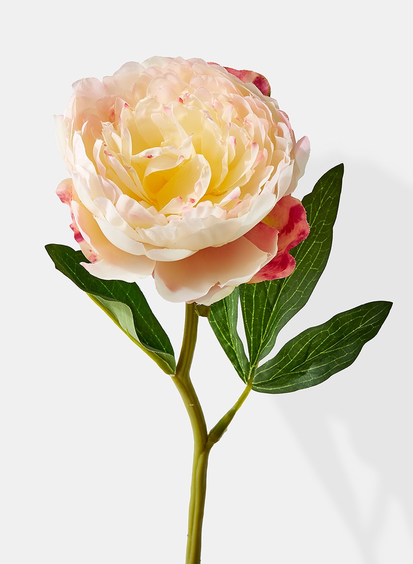 13in Long Cream Peony Decor Jamali-garden
