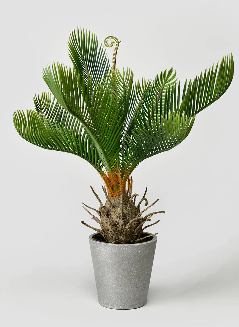 17in Tall Cycad Decor Jamali-garden