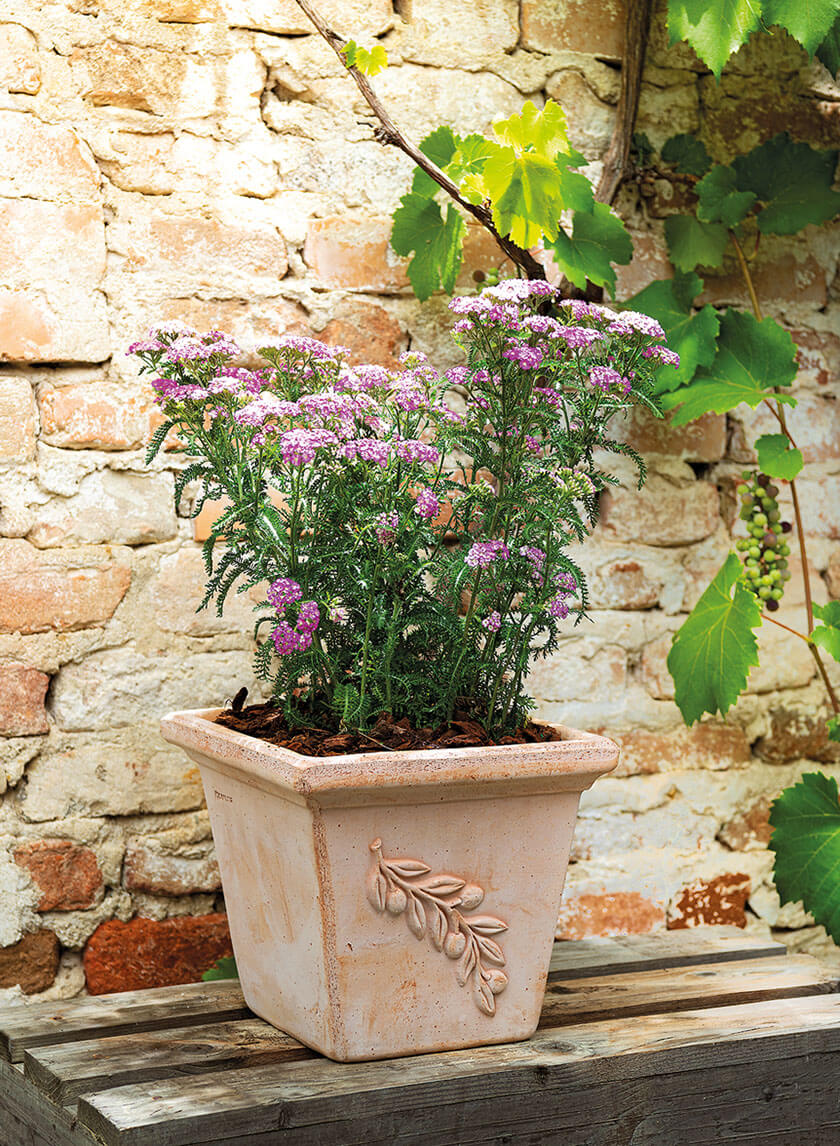 7.75in Tall Square Quadra Olive Pot Decor Jamali-garden