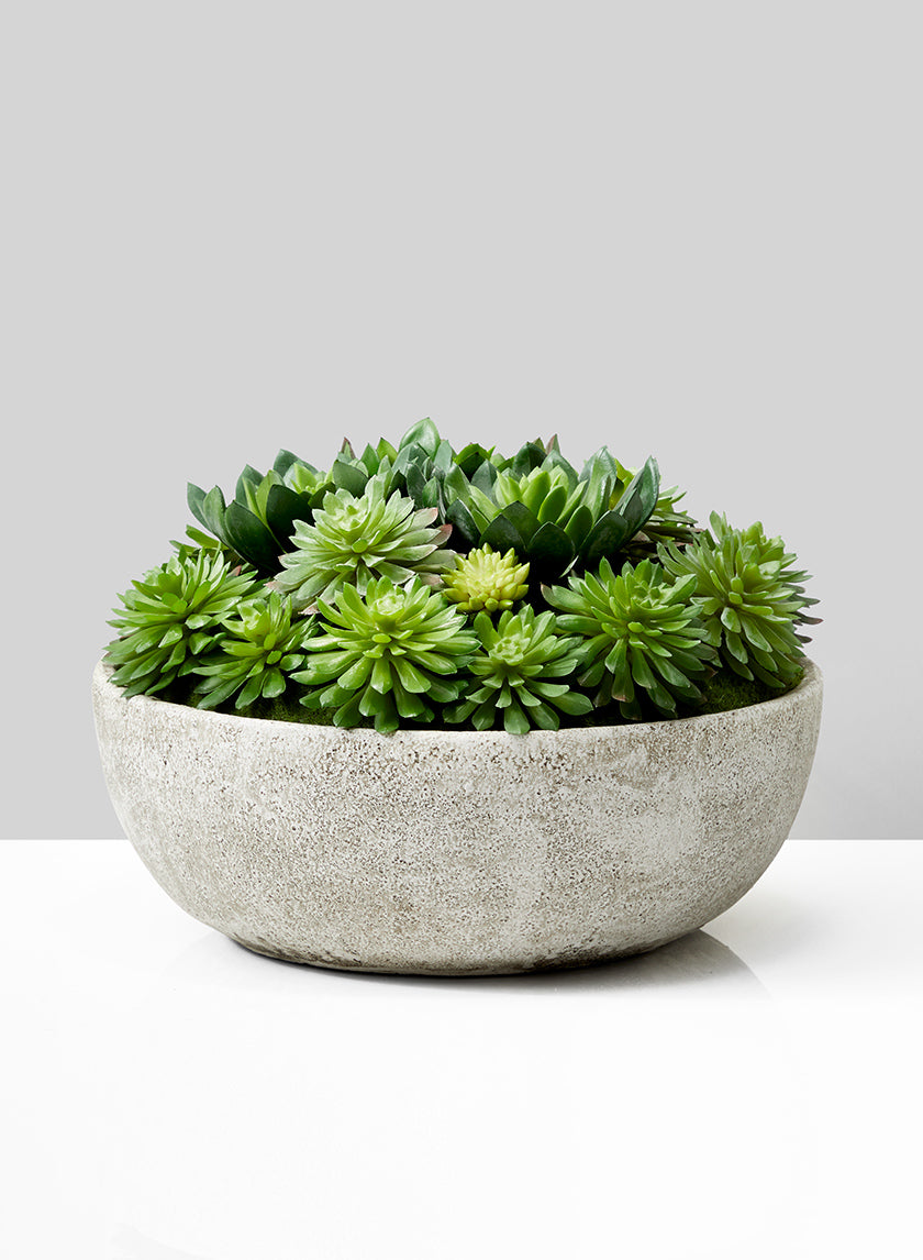 7in Tall Echeveria Succulent Mix In Bowl Decor Jamali-garden