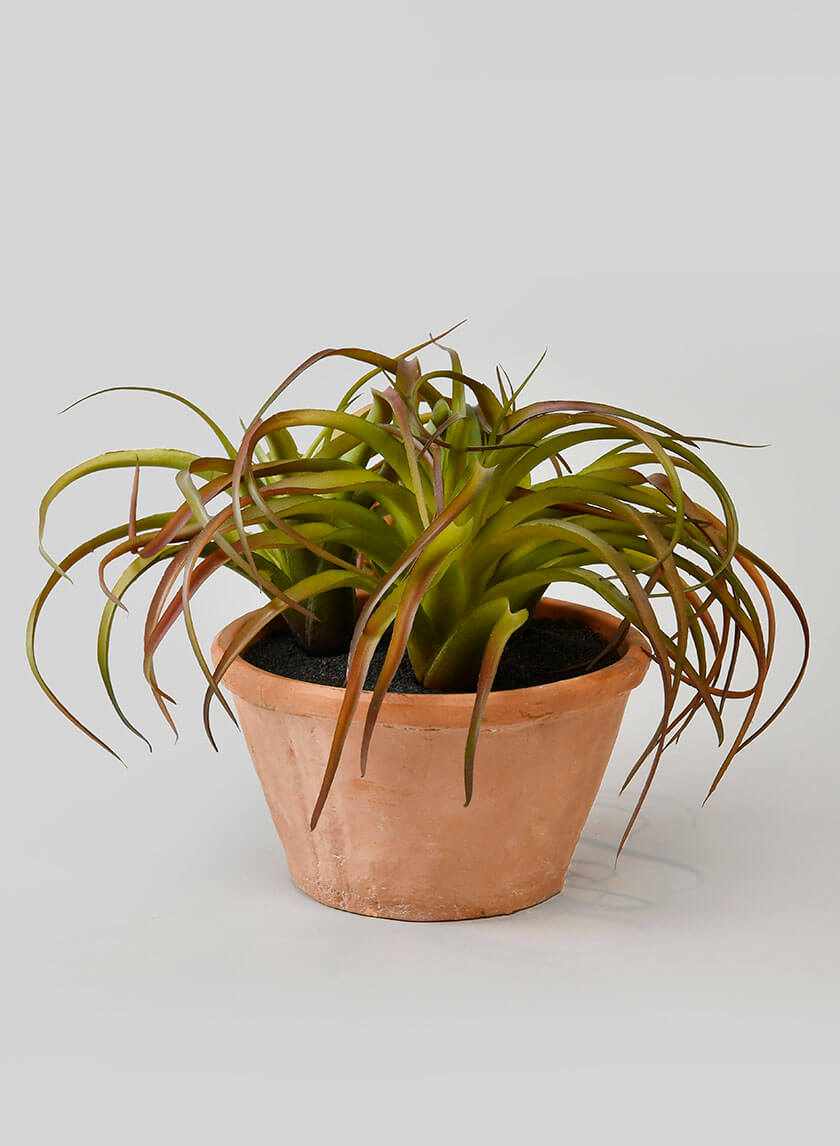 8in Tall Medium Potted Tillandsia Decor Jamali-garden