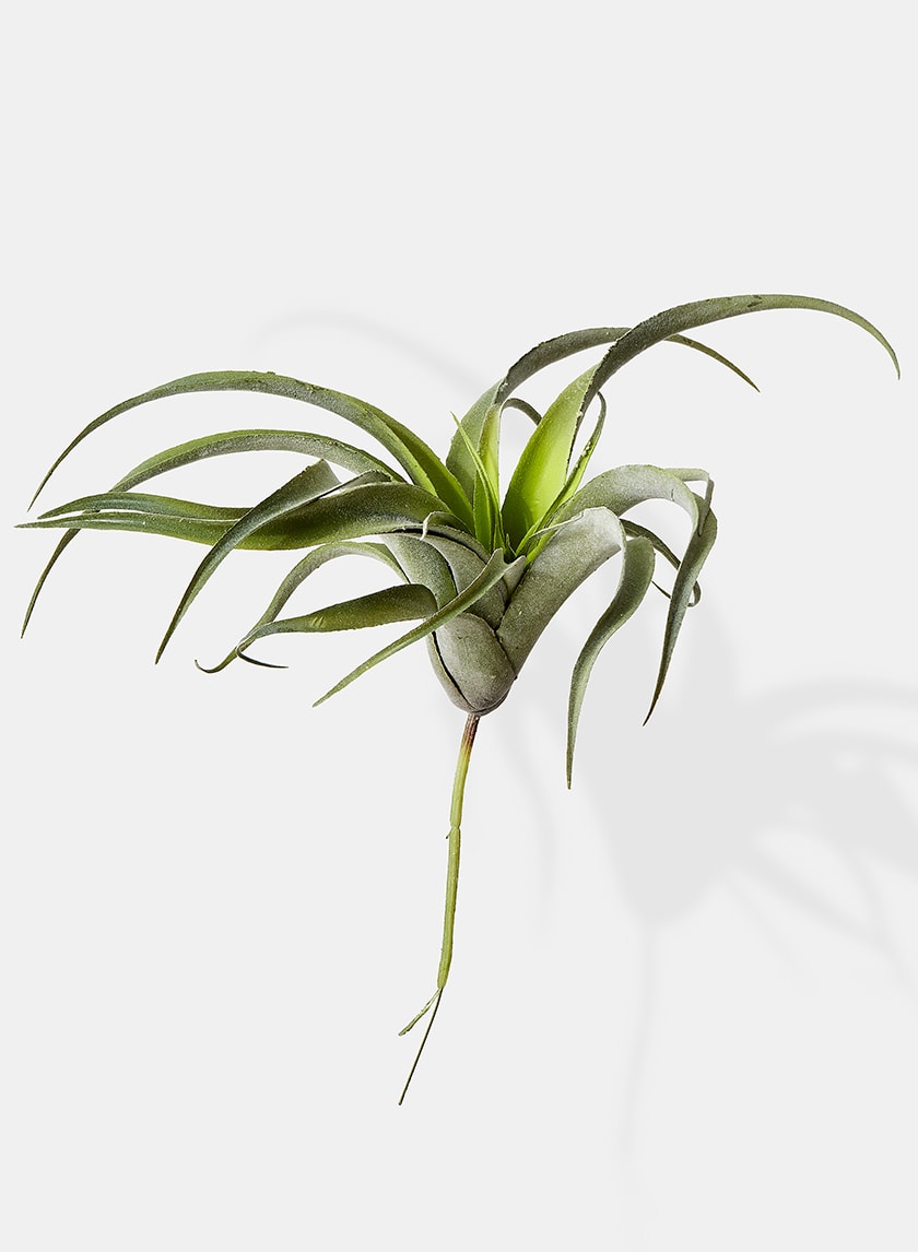12in Long Frosted Tillandsia Decor Jamali-garden