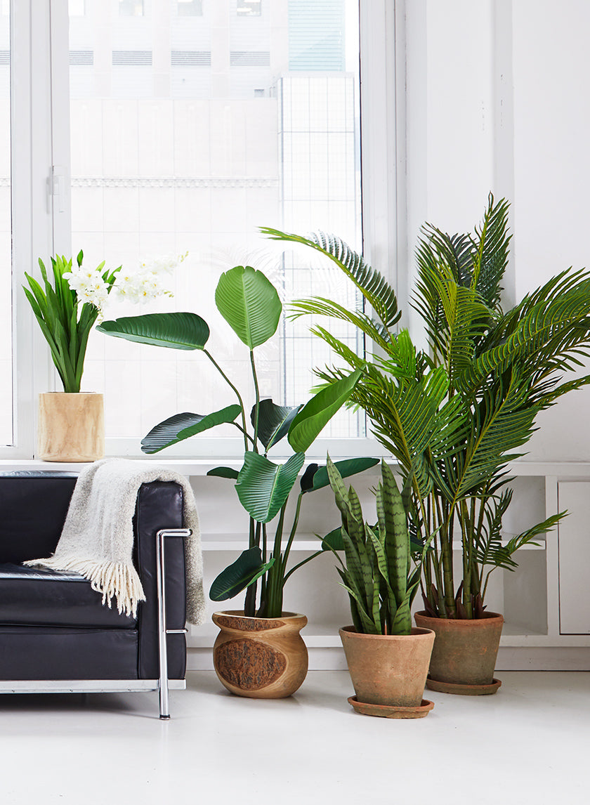 28in Tall Sansevieria Trifasciata Snake Plant Decor Jamali-garden