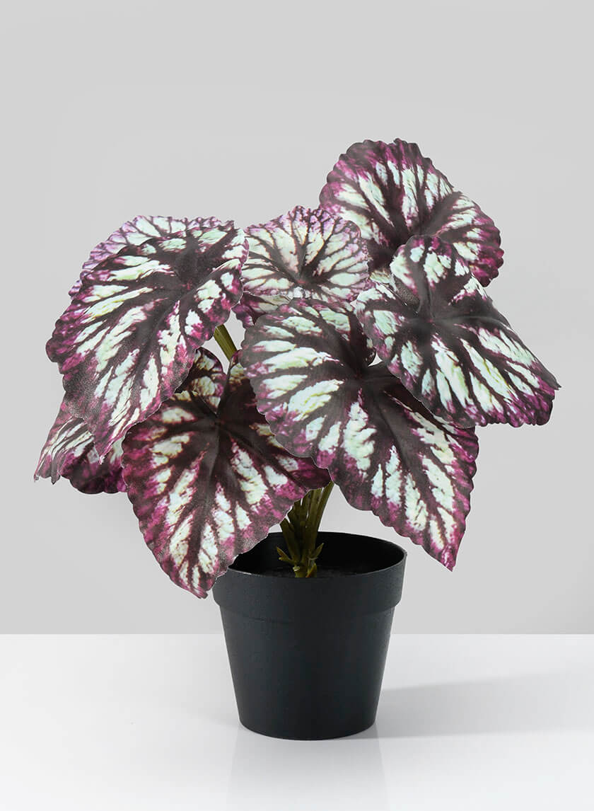 13in Tall Potted Begonia Cathayana Decor Jamali-garden
