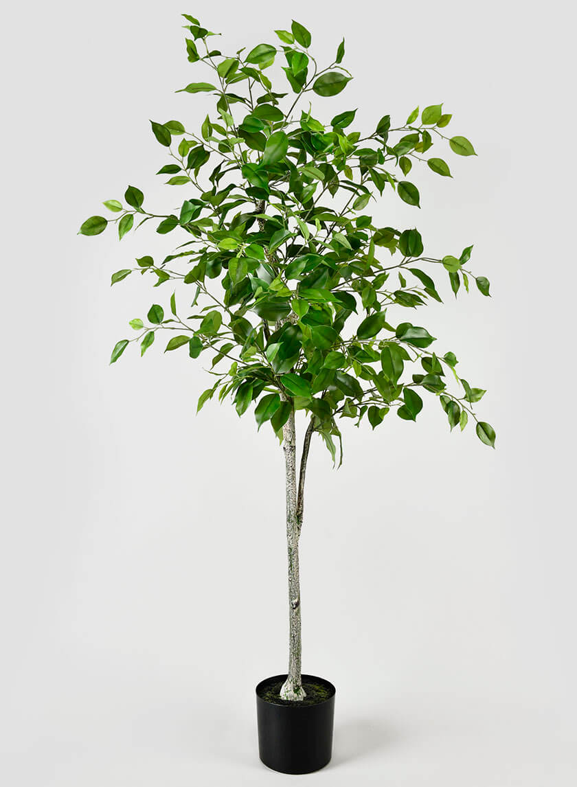 59in Tall Ficus Tree Decor Jamali-garden