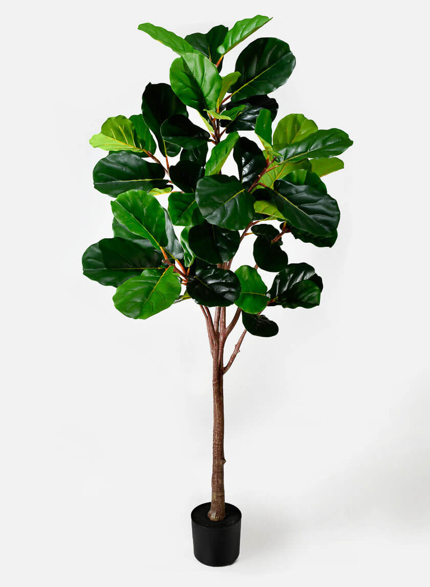 71in Tall Fiddle Leaf Fig Plant Decor Jamali-garden