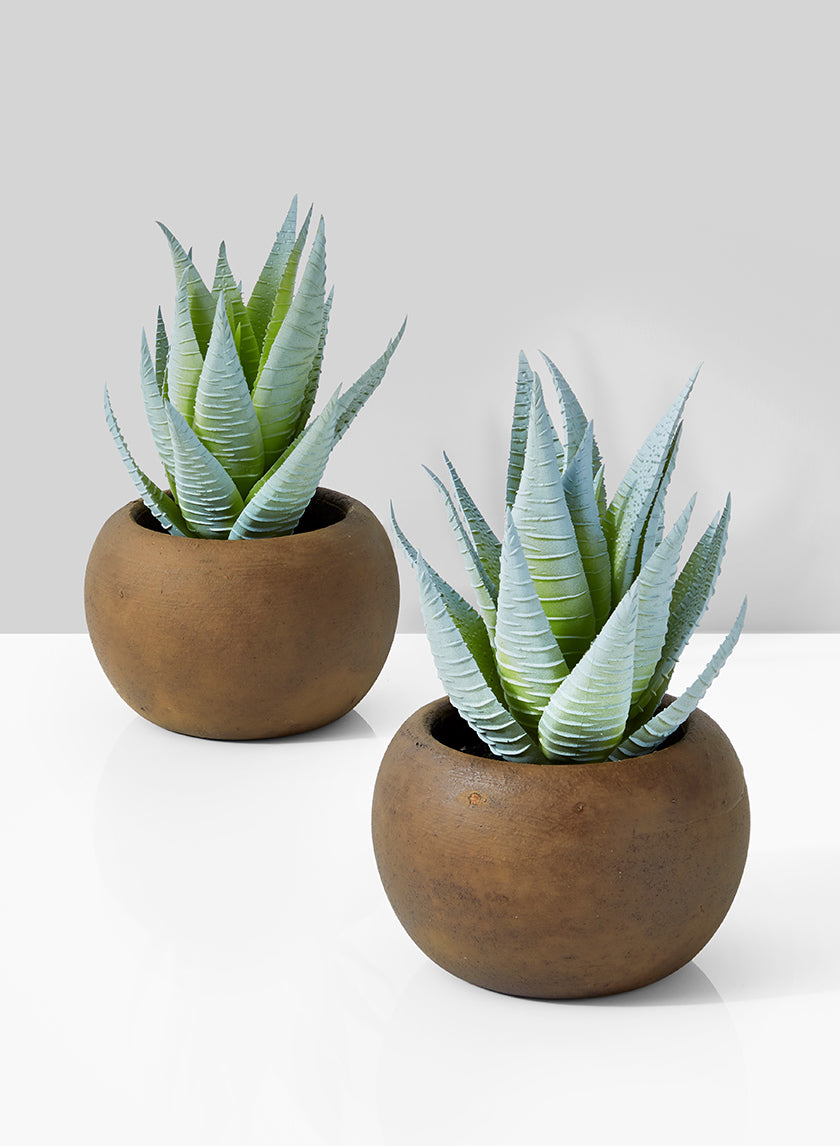 6.25in Tall Haworthia Zebra In Brown Pot Decor Jamali-garden