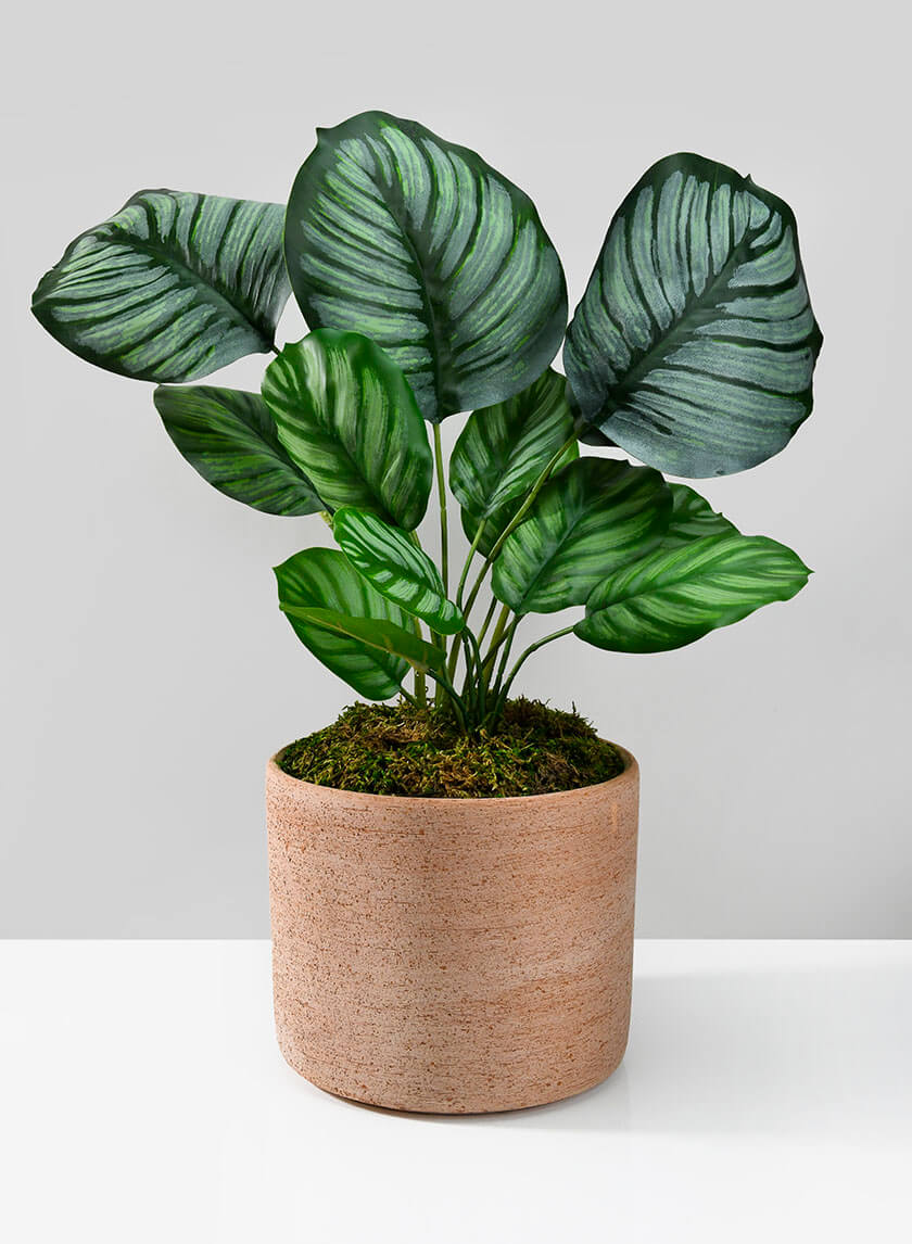 18in Tall Potted Maranta Plant Decor Jamali-garden