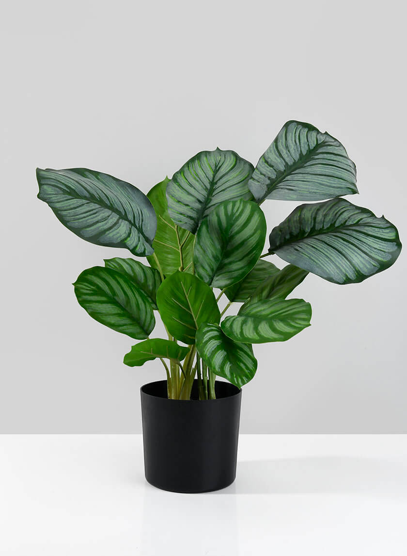 18in Tall Potted Maranta Plant Decor Jamali-garden