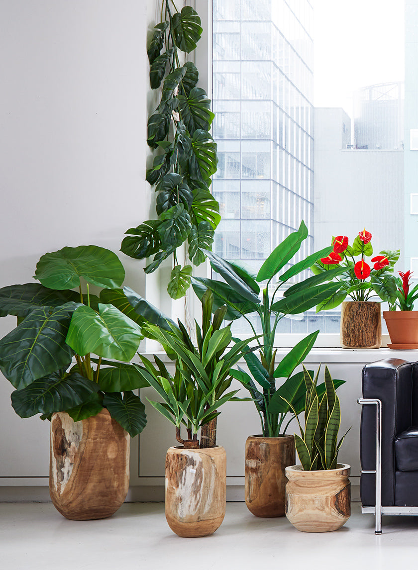 27in Tall Sansevieria Trifasciata Snake Plant Decor Jamali-garden