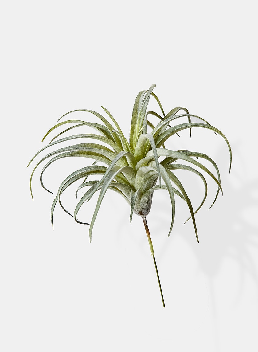 7in Long Frosted Tillandsia Decor Jamali-garden