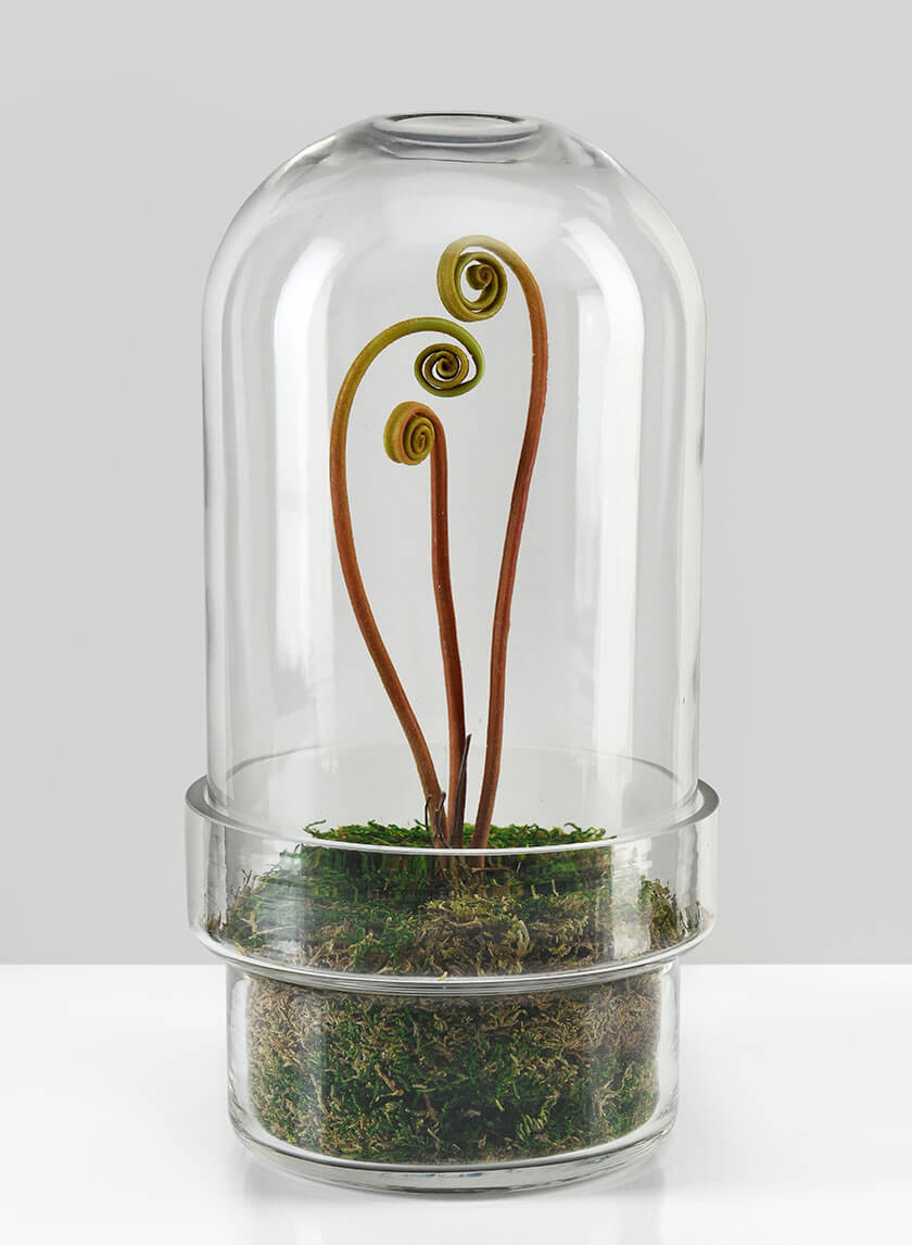 11in Tall Swazi Glass Terrarium, Large Decor Jamali-garden