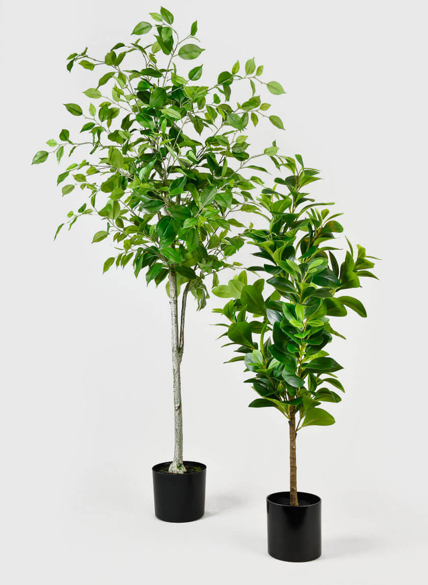 43in Tall Pepper Elder Plant Decor Jamali-garden