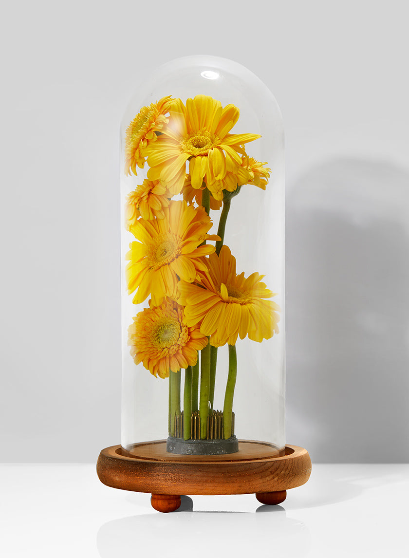 13in Tall Glass Cloche On Wood Base Decor Jamali-garden