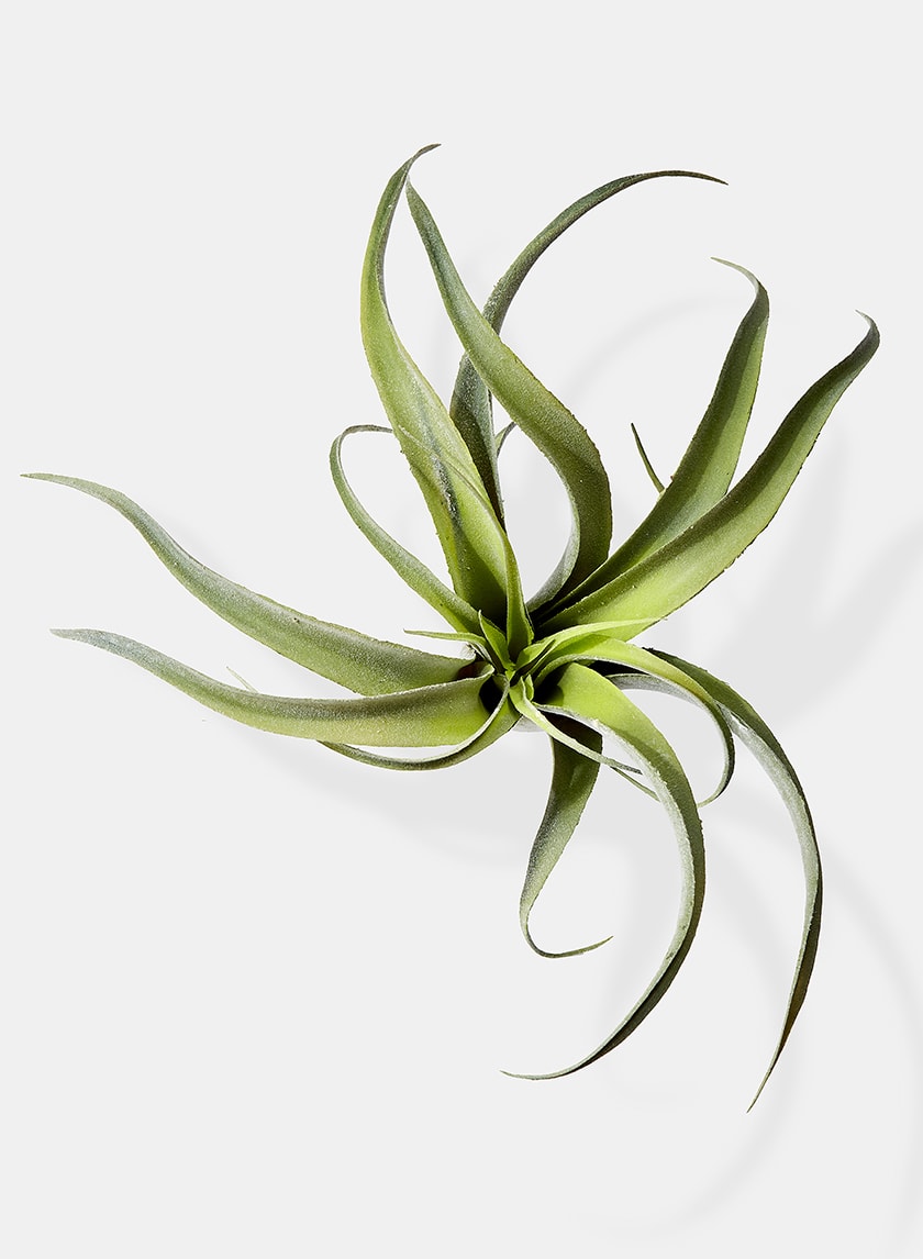 12in Long Frosted Tillandsia Decor Jamali-garden