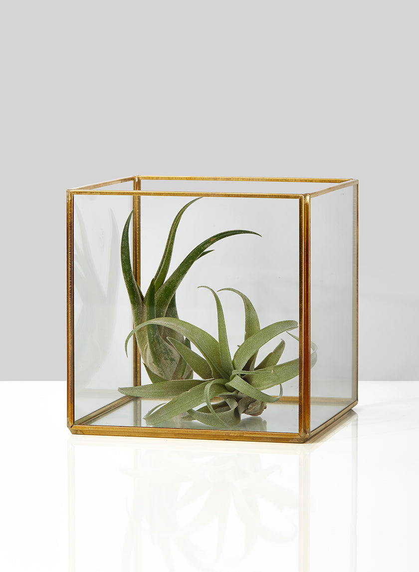 5in Square Gold Lantern Decor Jamali-garden