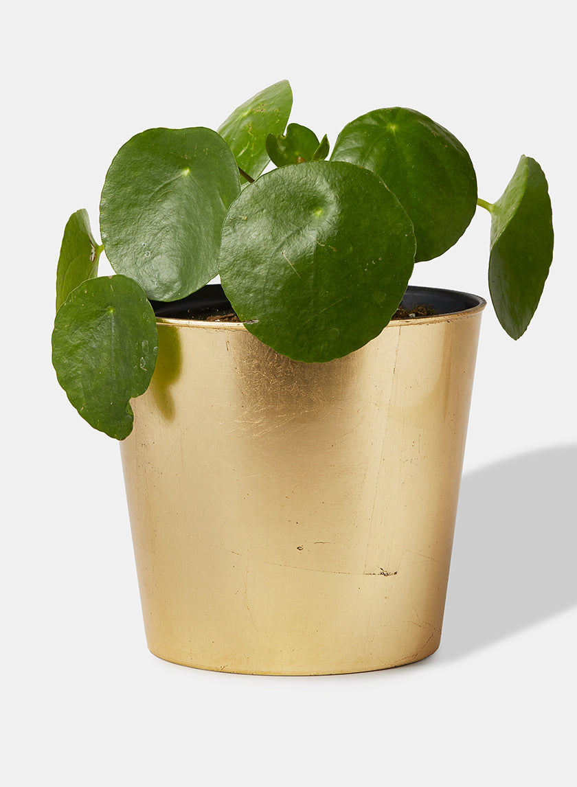 6in Tall Gold Cachepot Decor Jamali-garden