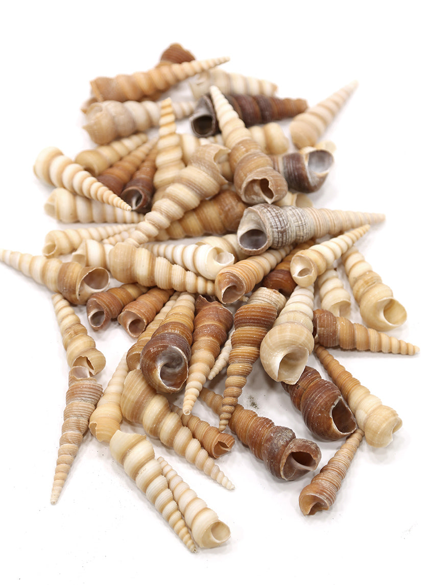 Great Screw Shells Decor Jamali-garden