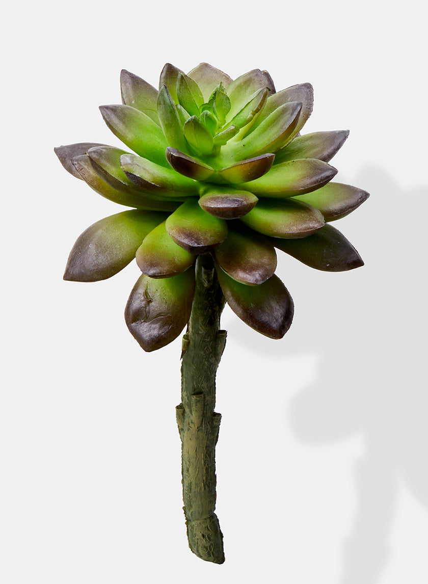 5in Long Ombre Green Pachyphytum Succulent Pick Decor Jamali-garden