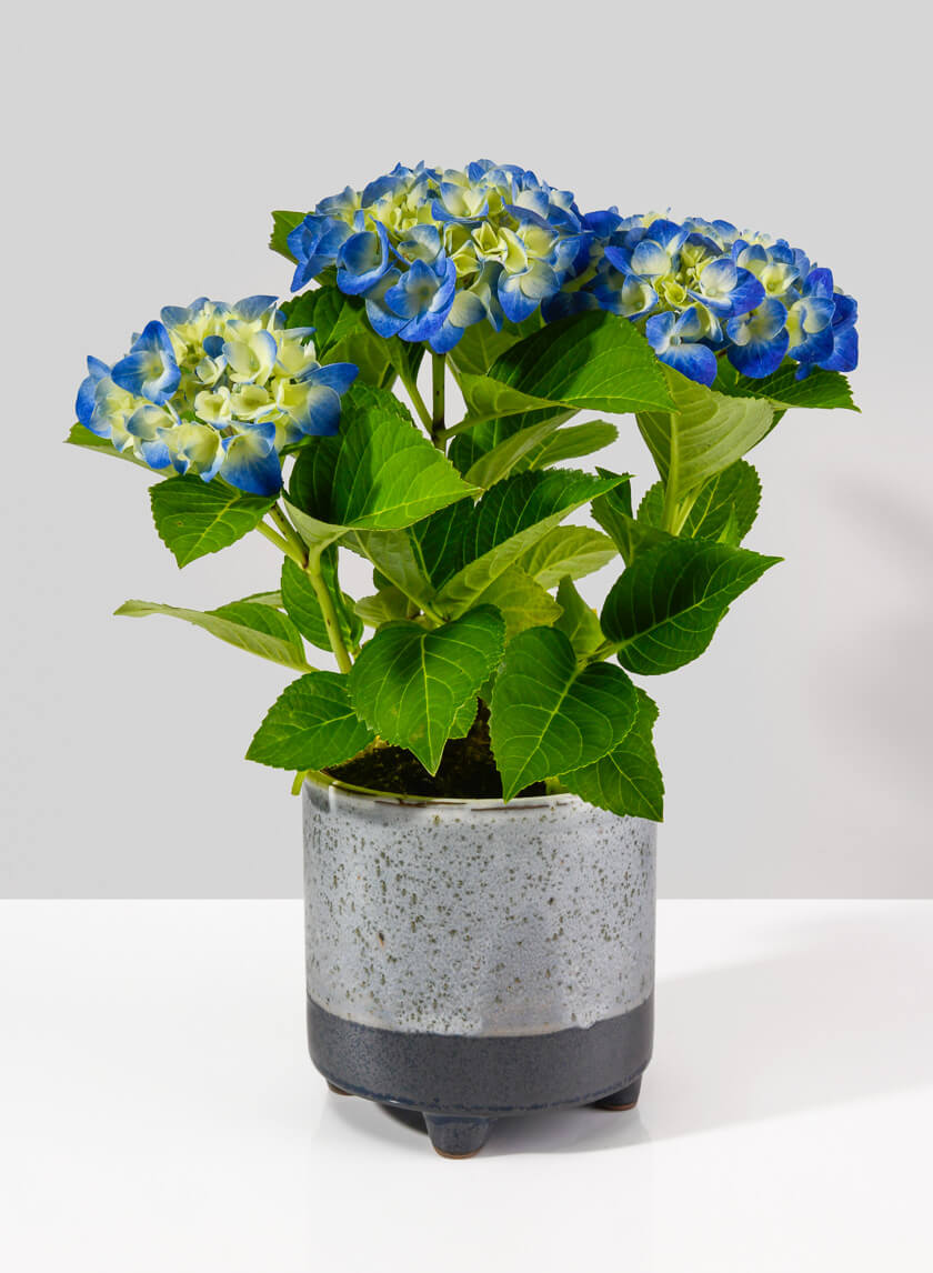Ground Java Planter Decor Jamali-garden