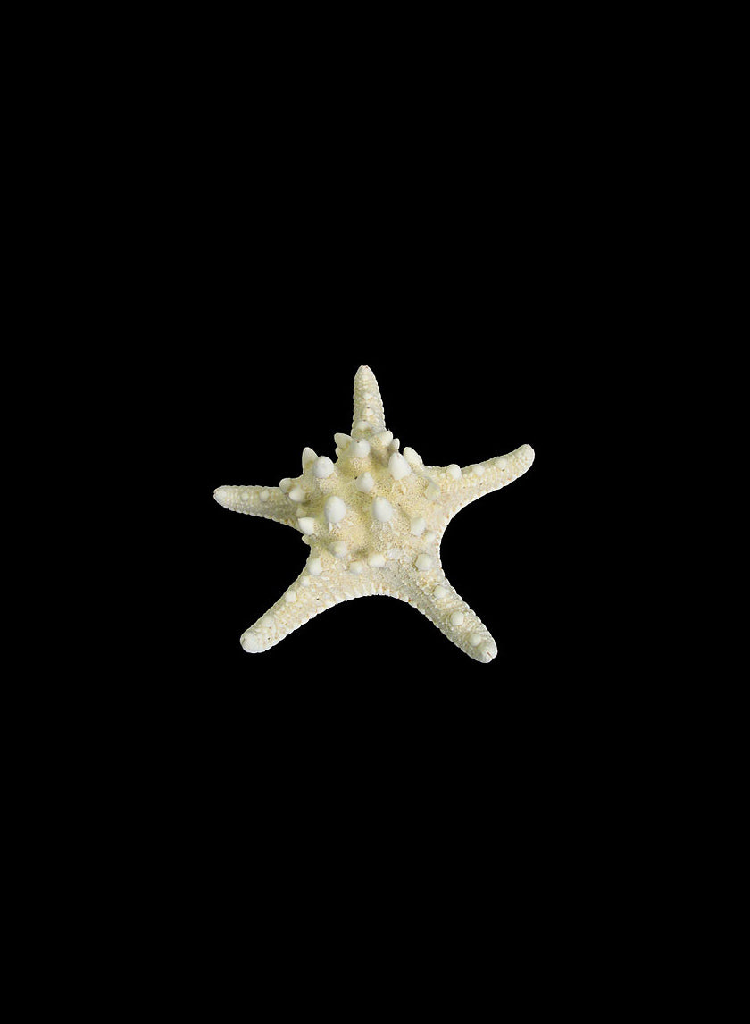 Knobby White Starfish Decor Jamali-garden