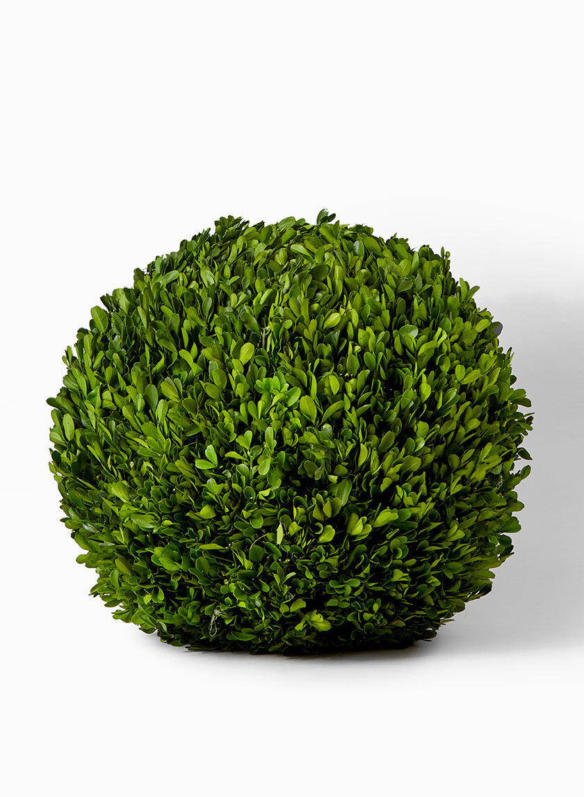 16in Wide Preserved Boxwood Ball Decor Jamali-garden