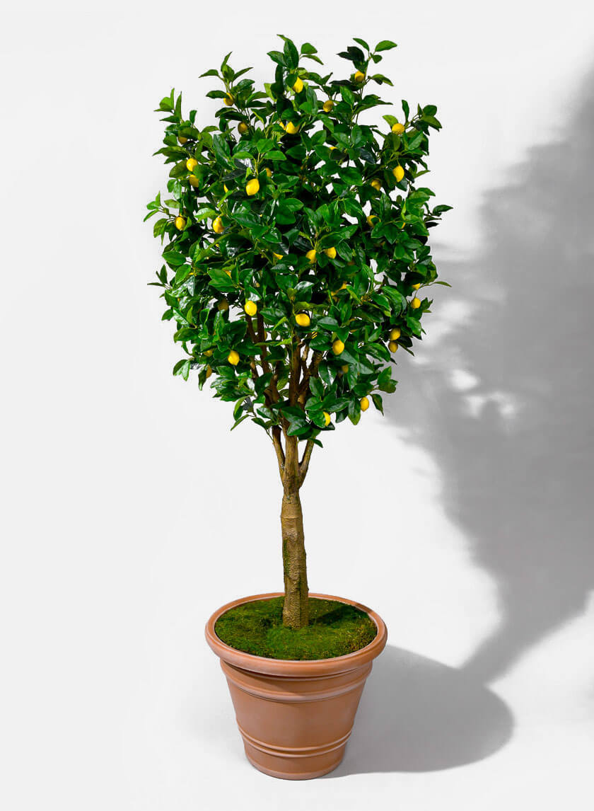 19in Tall Vaso Pienza Impruneta Decor Jamali-garden
