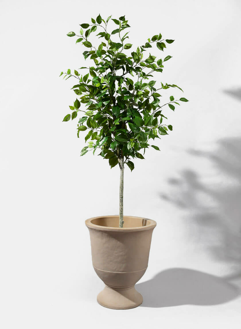 59in Tall Ficus Tree Decor Jamali-garden