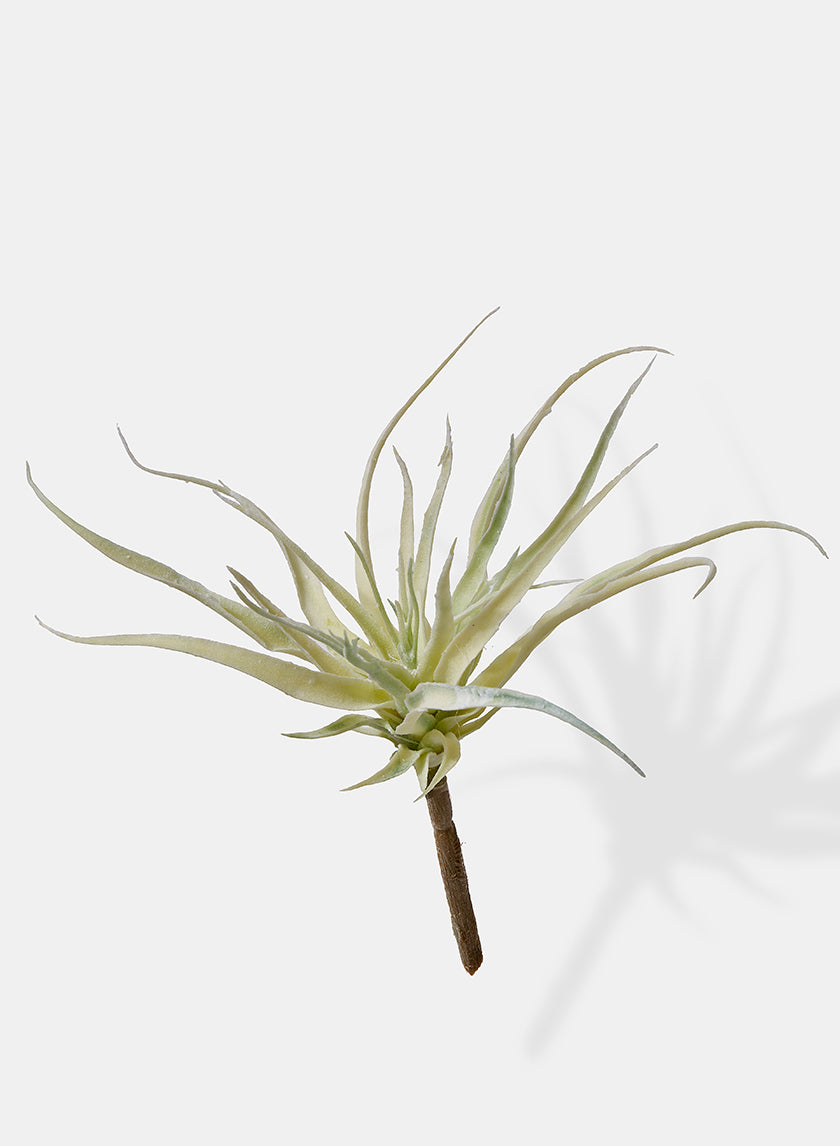 10in Long Mini Tillandsia Decor Jamali-garden