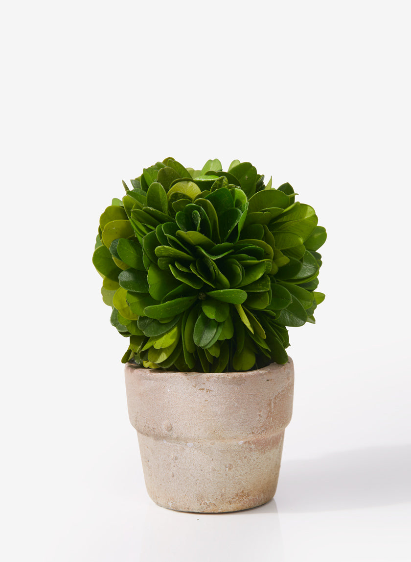 2.25in Wide Boxwood Ball Topiary Decor Jamali-garden