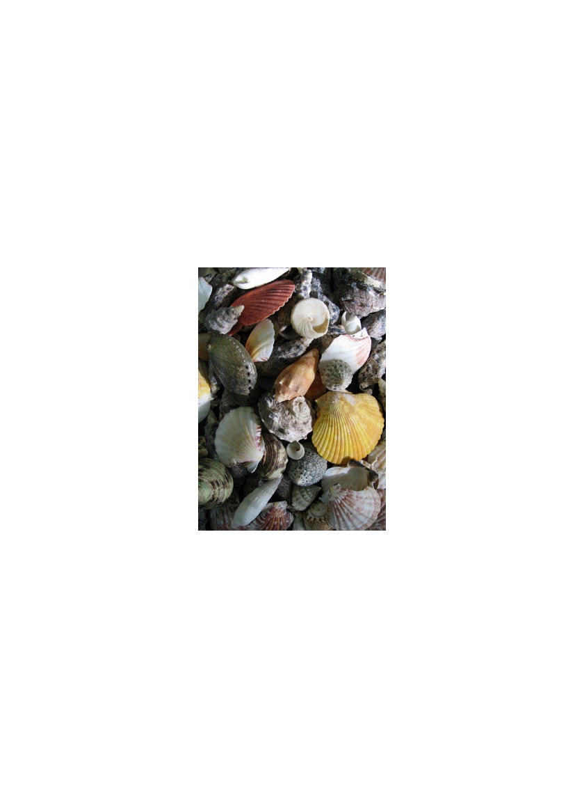2lb Bag of Mixed Shells Decor Jamali-garden