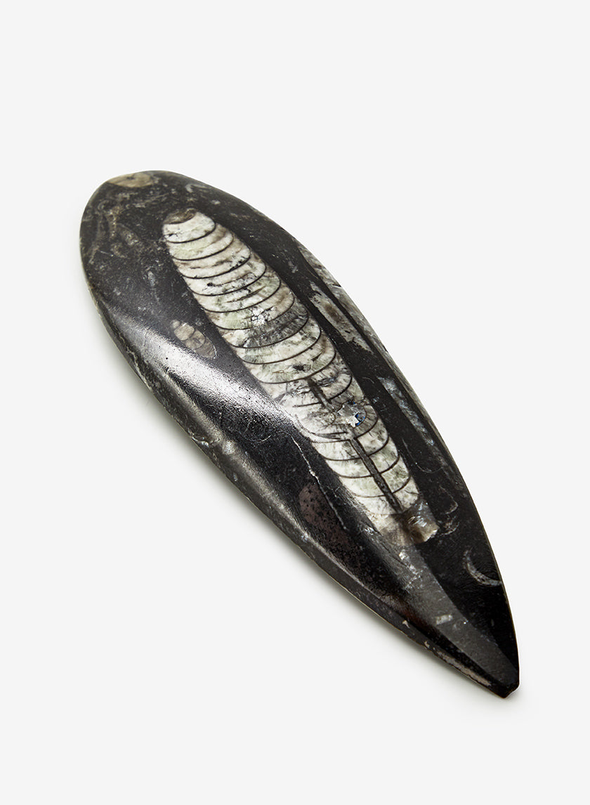 Orthoceres Shell Decor Jamali-garden