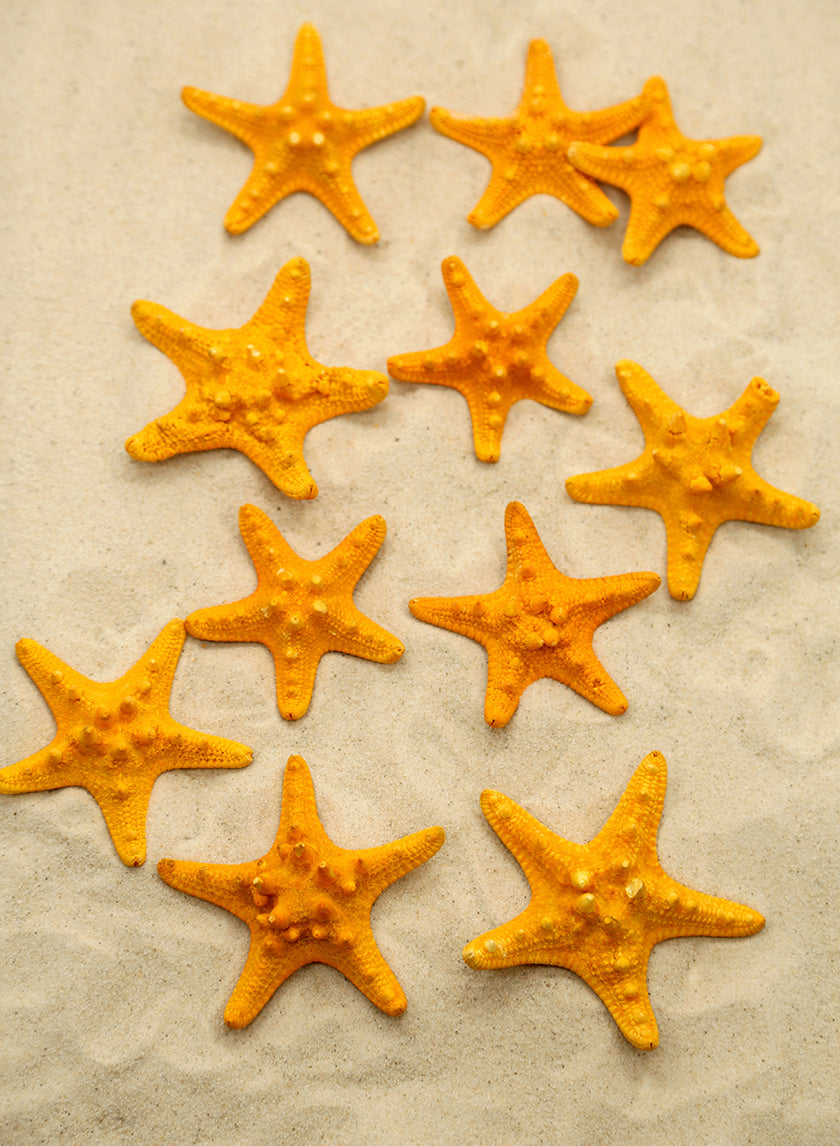 3-4in Orange Knobby Starfish Decor Jamali-garden