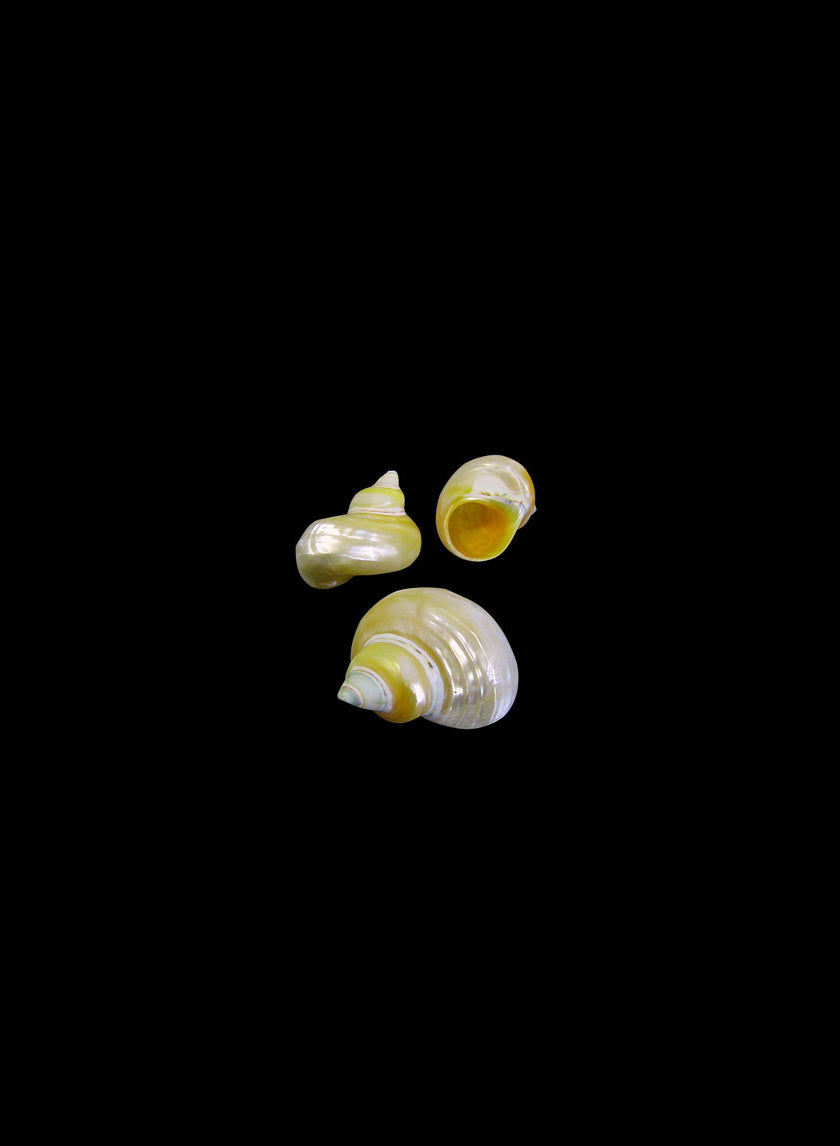 Pearlized Goldmouth Decor Jamali-garden