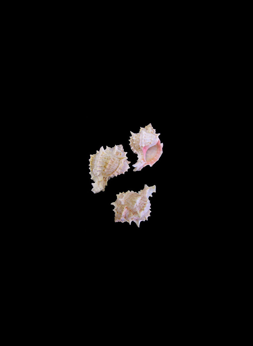 3 - 3 1/2in Pink Murex Decor Jamali-garden