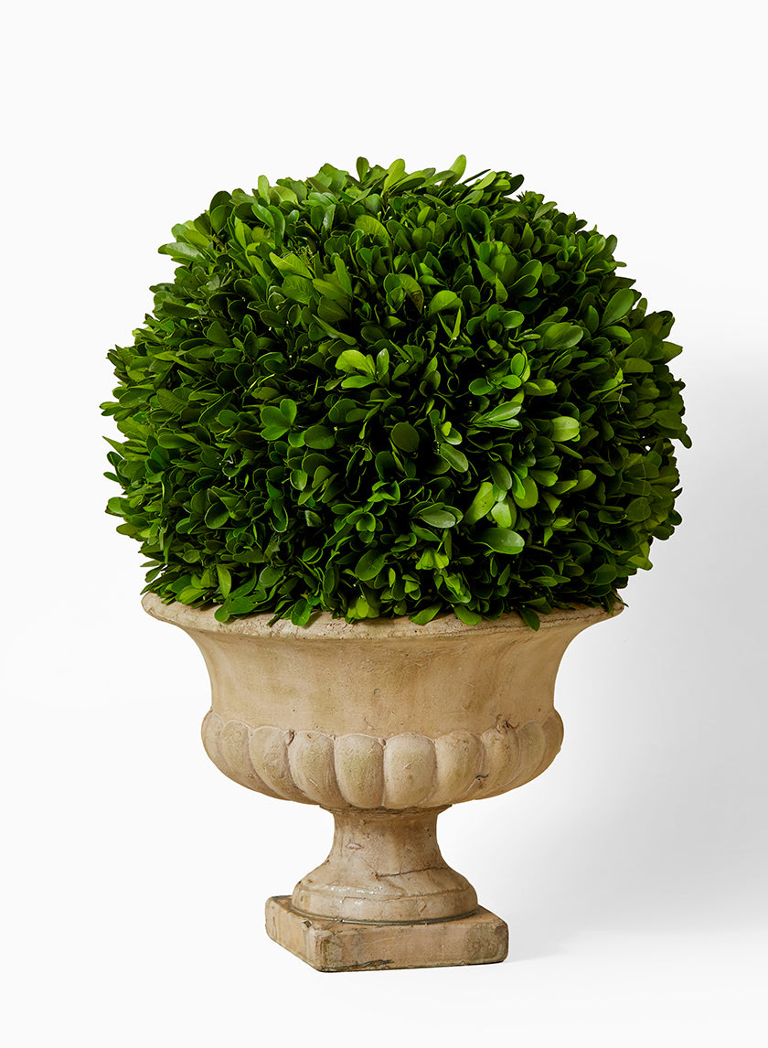 16in Tall Preserved Boxwood Ball In Clay Urn Decor Jamali-garden