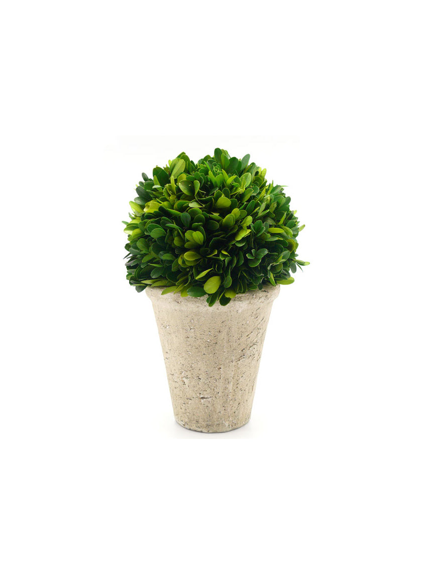 Preserved Boxwood Ball In Pot Decor Jamali-garden