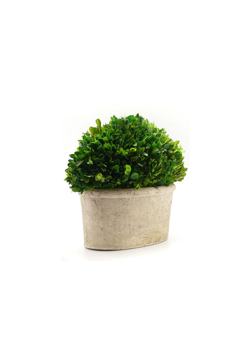 14in Long Preserved Boxwood Oval In Pot Decor Jamali-garden