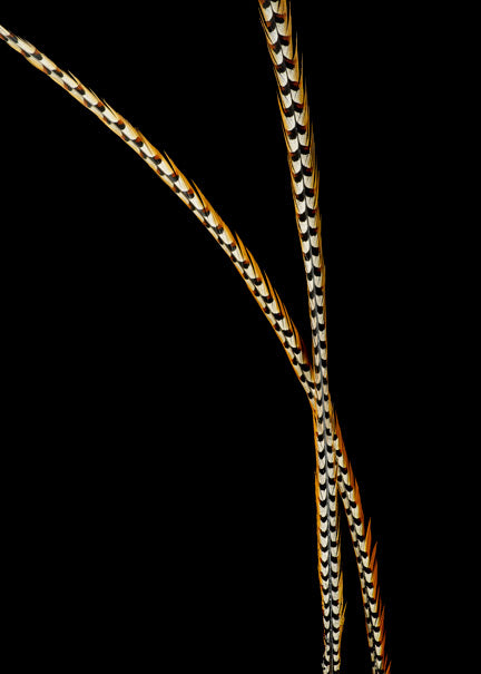 50-60in Reeves Pheasant Tail Decor Jamali-garden