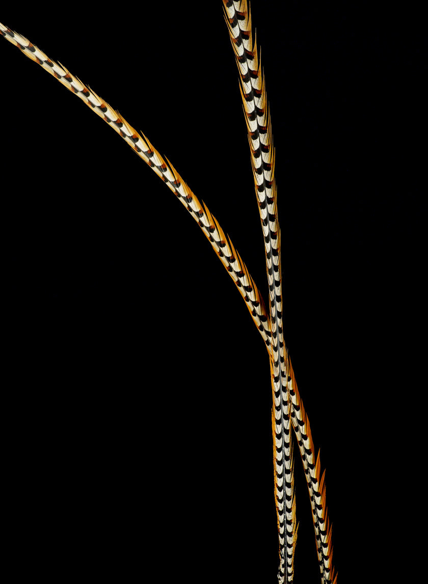 50-60in Reeves Pheasant Tail Decor Jamali-garden
