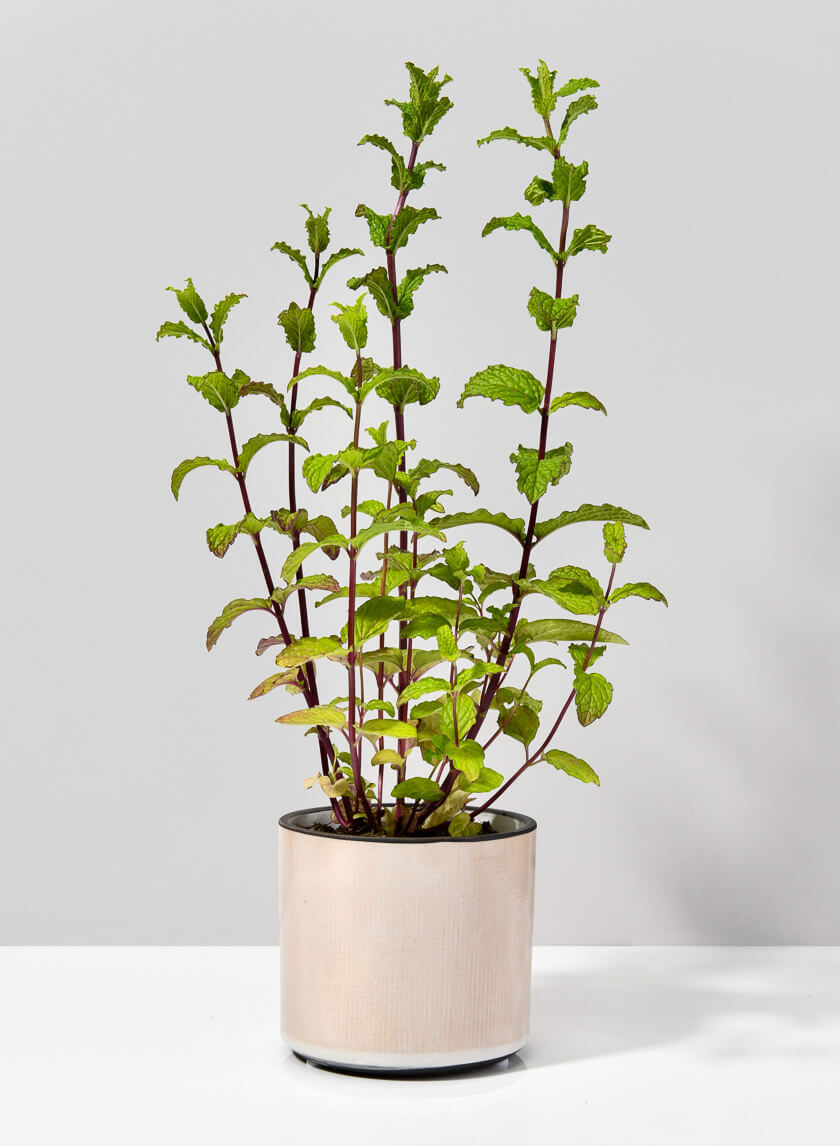4in Tall Rose Beige Linen Ceramic Vase Decor Jamali-garden