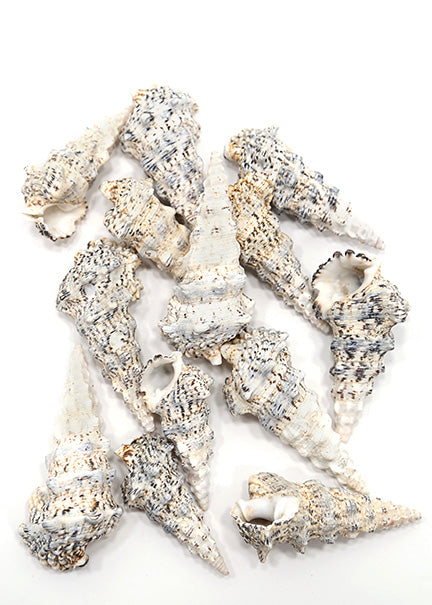 Sea Shell Decor Jamali-garden
