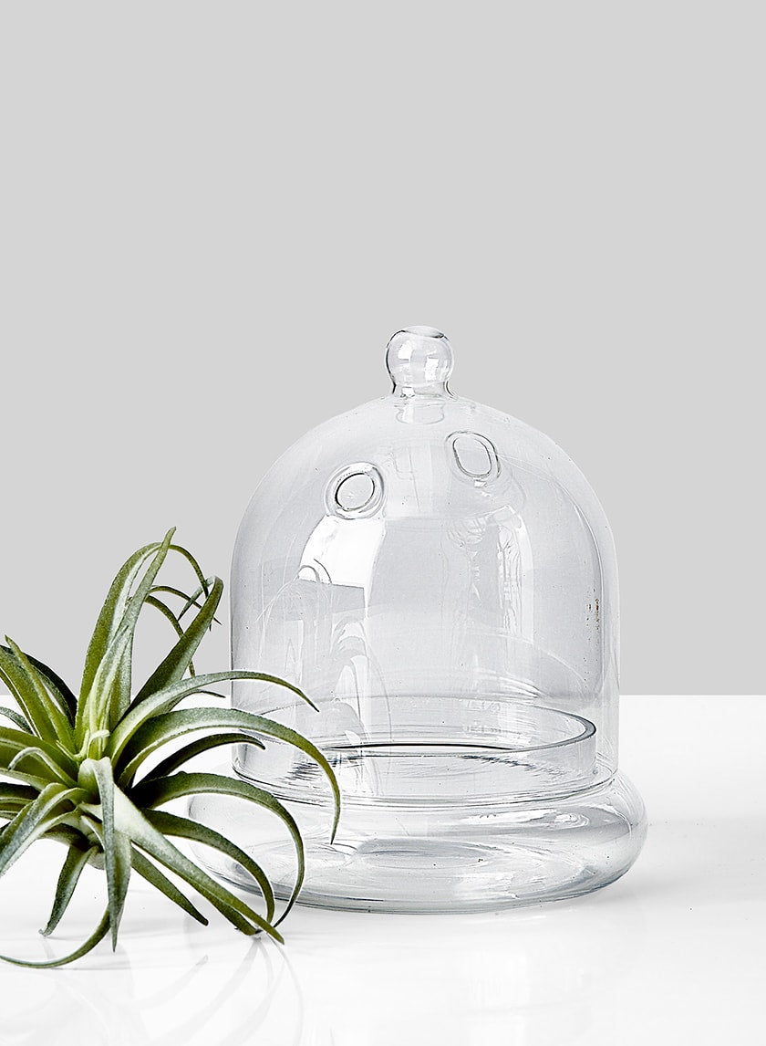 6in Tall Glass Terrarium Decor Jamali-garden