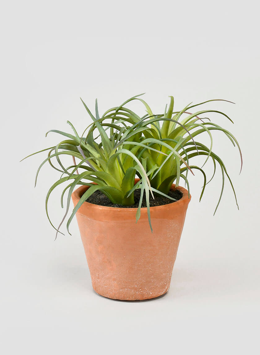 6in Tall Small Potted Tillandsia Decor Jamali-garden