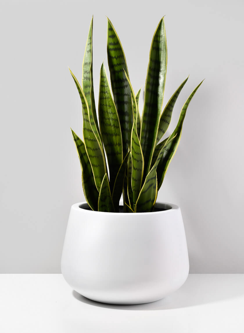 Pyxis White Fiber Stone Pot Decor Jamali-garden
