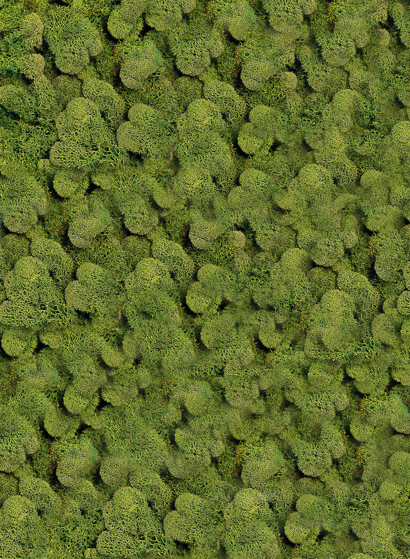 Spring Green Reindeer Moss, Bag Decor Jamali-garden